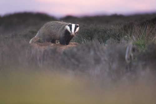 Moorland Badger. An adult badger stands at an entrance to the sett in open heather Moorland,Derbyshire, Peak District NP. Despite being incredibly shy and elusive, badgers are one of my favourite British species to photograph. 