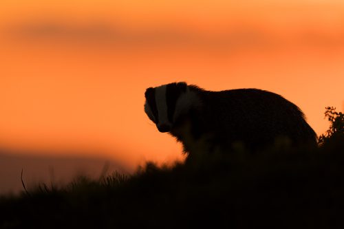 Badger Silhouette. An adult badger poses in front of a colourful sunset sky, allowing me to create this silhouette. Derbyshire, Peak District National Park. No matter how much time I spend with badgers it's always an amazing experience and a real treat to have the trust of these elusive and shy animals. 