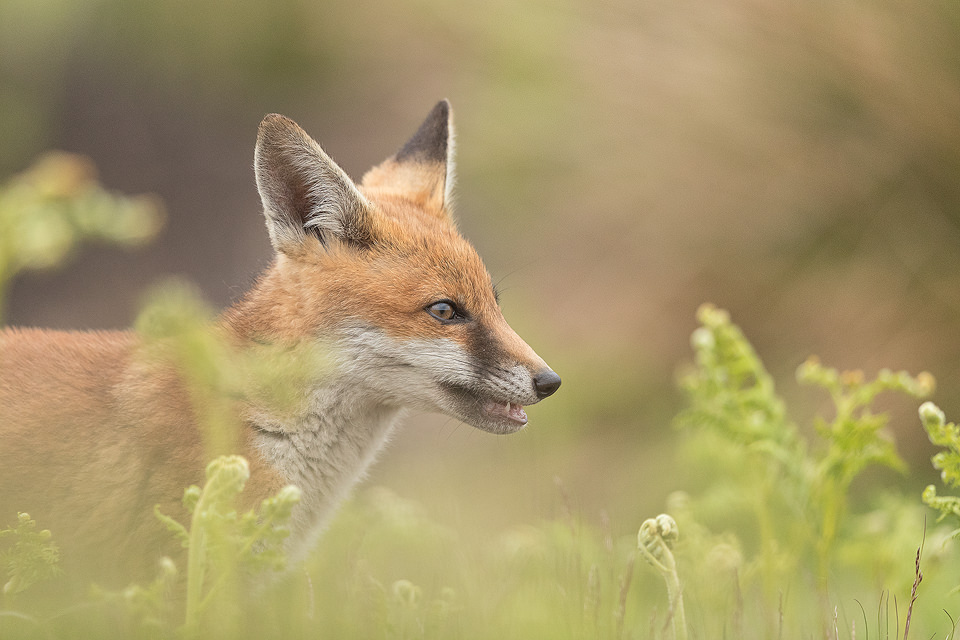 Fox cub, Derbyshire, Peak District National Park. I haven't had very good luck photographing rural foxes over the years thanks to their secretive nature and heavy persecution. The times I have spent with them though have always been magical and will stay with me forever. 