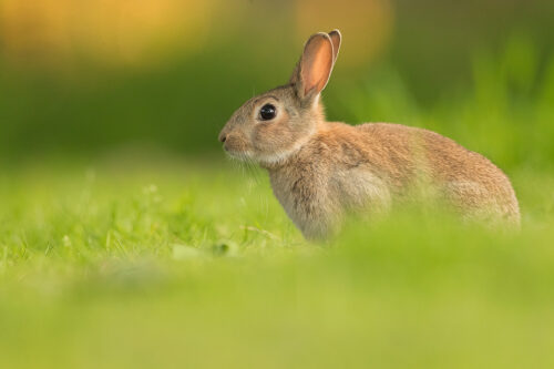 A young wild rabbit. Seahouses, Northumberland, UK. About Rabbits Like the Hare, Rabbits are not native to Britain, they were in fact introduced from south west Europe and north west Africa. Due to the agricultural damage they can cause, and the rate at which they spread, they are often considered pests.