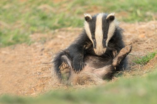 Badger cub having a good scratch at the sett. Derbyshire, Peak District NP. As cubs get older they tend to become more nocturnal but in late Spring and early Summer they're still typically the first to emerge from the sett. This is often around 6-7pm which is ideal for photography as there's still plenty of sunlight! Despite being incredibly shy and elusive, badgers are one of my favourite British species to photograph. 