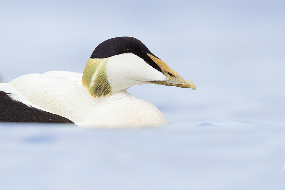 Eider drake floating on the currents in a small bay on the Northumberland coastline. Eider Drake : About Eider Ducks: The Eider Duck is the UK's largest and heaviest duck and in fact is the largest duck found in the whole of the northern hemisphere. Despite their large size they are also the fastest flying of our native ducks. They are very rarely found far from the coast as they rely heavily on their main food source, molluscs, a dependence which as sadly brought them into conflict with mussel farmers. Eider ducks were once highly prized for their incredibly soft and warm eiderdown; used to fill pillows, quilts and winter jackets. This practice has now been largely replaced by the modern use of down taken from goose farms and synthetic alternatives. However some niche producers still continue this age old practice as eiderdown harvesting is completely sustainable and causes little to no disturbance as it can be done after the ducklings leave the nest.