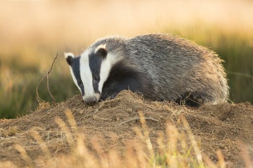 Digging Badger Cub. Derbyshire, Peak District NP. As cubs get older they tend to become more nocturnal but in late Spring and early Summer they’re still typically the first to emerge from the sett. This is often around 6-7pm which is ideal for photography as there’s still plenty of sunlight! Despite being incredibly shy and elusive, badgers are one of my favourite British species to photograph. 