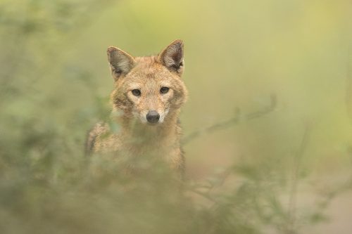 Golden Jackal Portrait, New Delhi, India. These wolf like canids are incredibly wary and have been very difficult to photograph. However after lots of perseverance and a change in tactics I finally started to get some good results! These Indian Golden Jackals have adapted well to life in an urban environment, scavenging leftover bread and fruits brought for the monkeys and feral cows and pigs in Delhi's ridge forest. 