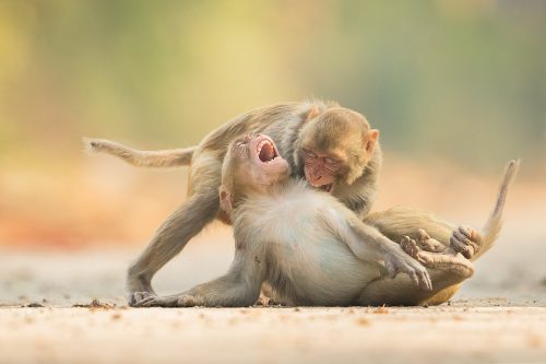 Play-fighting Rhesus Macaques, Ridge Forest, New Delhi, India. Play fighting is an important part of macaque society. It enables them to practice valuable skills and establish troop hierarchy. Rhesus Macaques inhabit many of New Delhi's many green spaces and have adapted incredibly well to urban life.