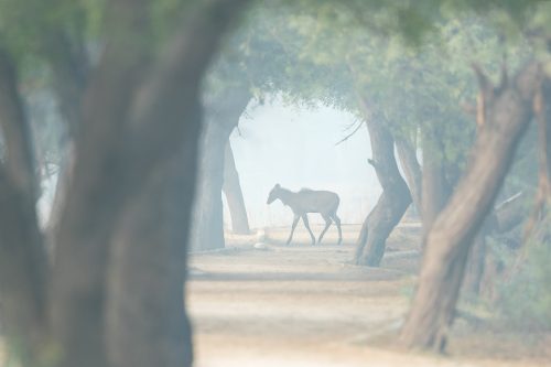 Young Nilgai walking through an archway of trees, Sultanpur national Park, Haryana, India. 