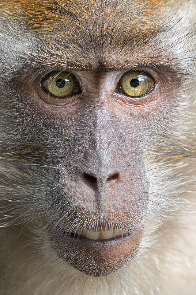 Male crab-eating macaque, Kuala Lumpur, Malaysia. This head on portrait of a male Crab eating macaque taken in Malaysia was very difficult to capture. Like with most primates staring directly into the eyes is seen as a challenge, so none of the troop would look straight at me! Eventually I managed to get one of the more dominant males to look at me long enough to create this image.