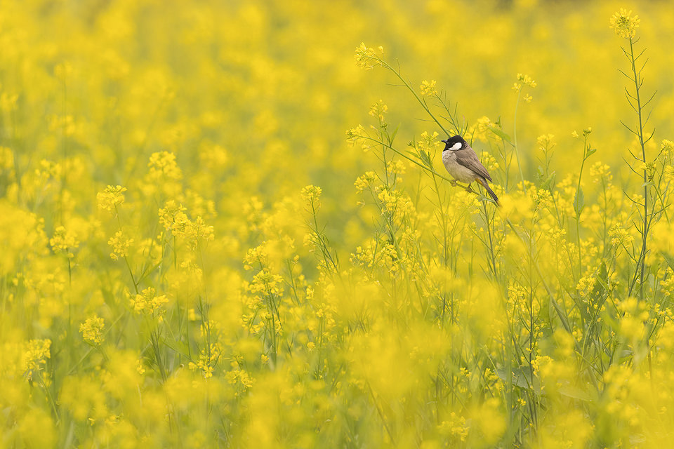 White-eared Bulbul in Mustard Field