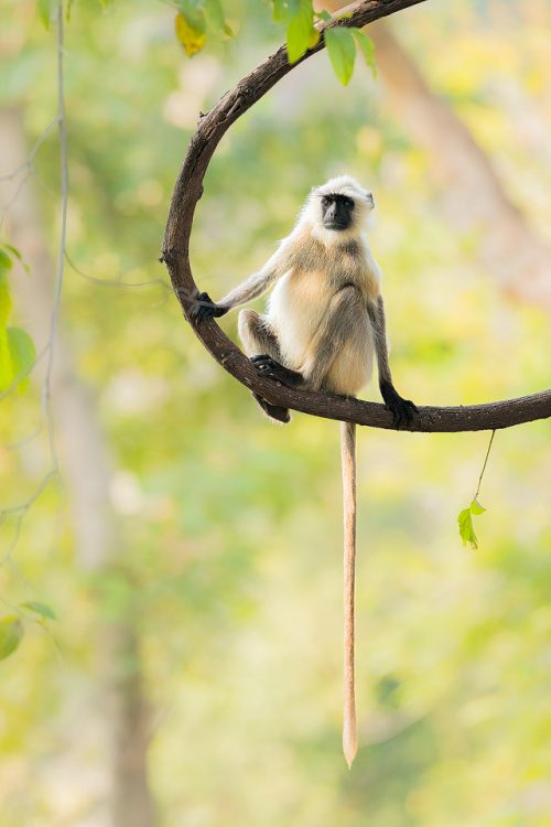 Gray langur on a thick jungle vine, here you can see their incredibly long tail! Bandhavgarh National Park, Madhya Pradesh, India. These old world monkeys are named after the Hindu monkey god, Lord Hanuman, and are regarded as sacred in India.