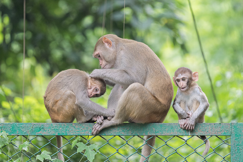 Rhesus Macaque family grooming on top of a fence. New Delhi, India. Rhesus Macaque inhabit many of New Delhi's many green spaces and have adapted incredibly well to urban life. This particular troop live by a busy park lake in Hauz Khas. Here the locals aren't so keen on these mischievous wild monkeys and employ guards with sticks to keep them under control.