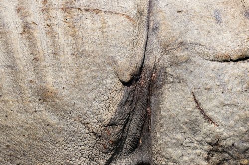 The thick armour like hide of a Great Indian Rhino, Assam, India. This particular male was covered in hundreds of scars and cuts from fierce and bloody territorial fights. Thanks to their enormous size and thick armour-like hide, rhinos have no natural predators. Despite this they are notoriously grumpy and easily spooked. When they feel threatened they tend to charge directly at whatever has scared them!