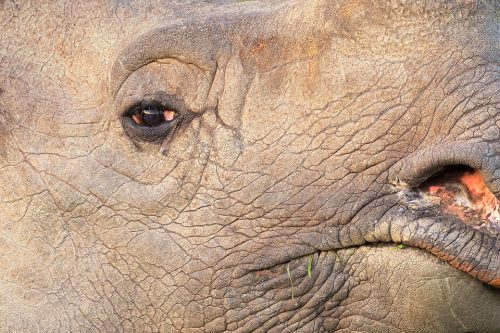 Greater one-horned rhinoceros close up, Assam, India. Thanks to their enormous size and thick armour-like hide, rhinos have no natural predators. Despite this they are notoriously grumpy and easily spooked. When they feel threatened they tend to charge directly at whatever has scared them, including our jeep!