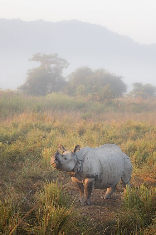 Indian rhino standing in elephant grass in warm morning sunshine.  Assam, India. Thanks to their enormous size and thick armour-like hide, rhinos have no natural predators. Despite this they are notoriously grumpy and easily spooked. When they feel threatened they tend to charge directly at whatever has scared them!