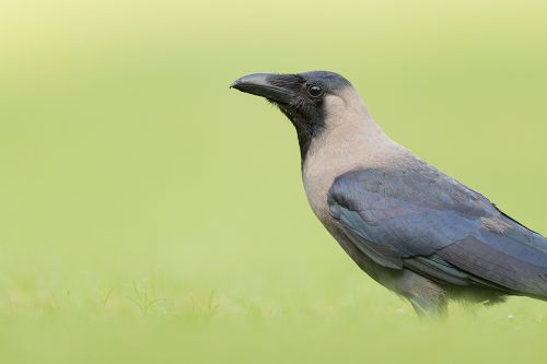 House Crow portrait, New Delhi, India.