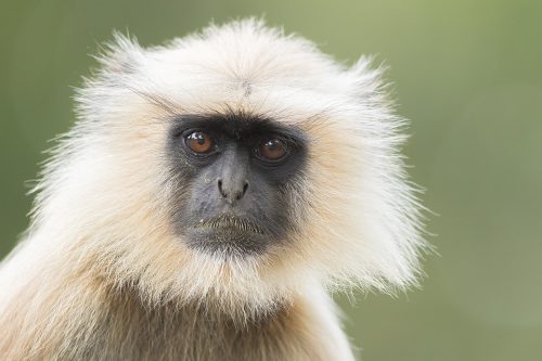 Hanuman langur portrait, Bandhavgarh National Park, Madhya Pradesh, India. These old world monkeys are named after the Hindu monkey god, Lord Hanuman, and are regarded as sacred in India.