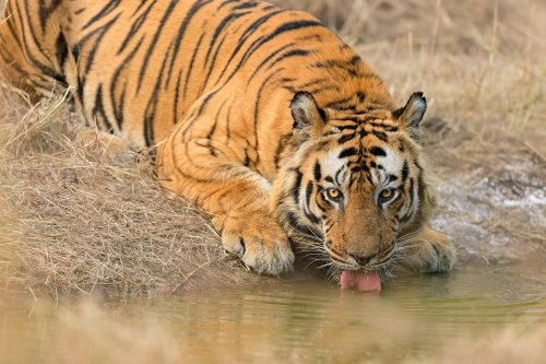 A 9 year old male Bengal Tiger Bandhavgarh National Park, Madhya Pradesh, India. My first experience up close and personal with a wild tiger! ? After hearing him feasting on a kill in the morning, we returned to the jungle in the afternoon in the hope he would emerge to drink from a nearby pool. Others clearly had the same plan and at first there were several jeeps waiting, but after an hour or so with no activity the other jeeps gradually gave up until we were the only ones remaining. After a while some lucky stragglers arrived and no sooner had they got into position, we heard a rustle in the vegetation. This was it! Gradually a huge stripy head appeared though the tall grass and after a quick check around he headed to the pool and began to drink. After a good roll in the grass he turned and headed right towards our jeep! Tiger attacks are actually very rare but when faced with a fully grown male tiger just feet away, the adrenaline really kicks in! However he wasn't interested in us at all and strolled across the road right in front of the other jeep (which sadly blocked my view of the crossing!) and melted back into the jungle. An incredible experience!