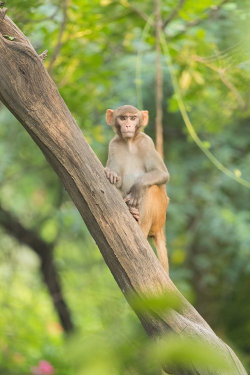 Young Rhesus Macaque in the jungle, New Delhi, India. Rhesus Macaques inhabit many of New Delhi's many green spaces and have adapted incredibly well to urban life. 