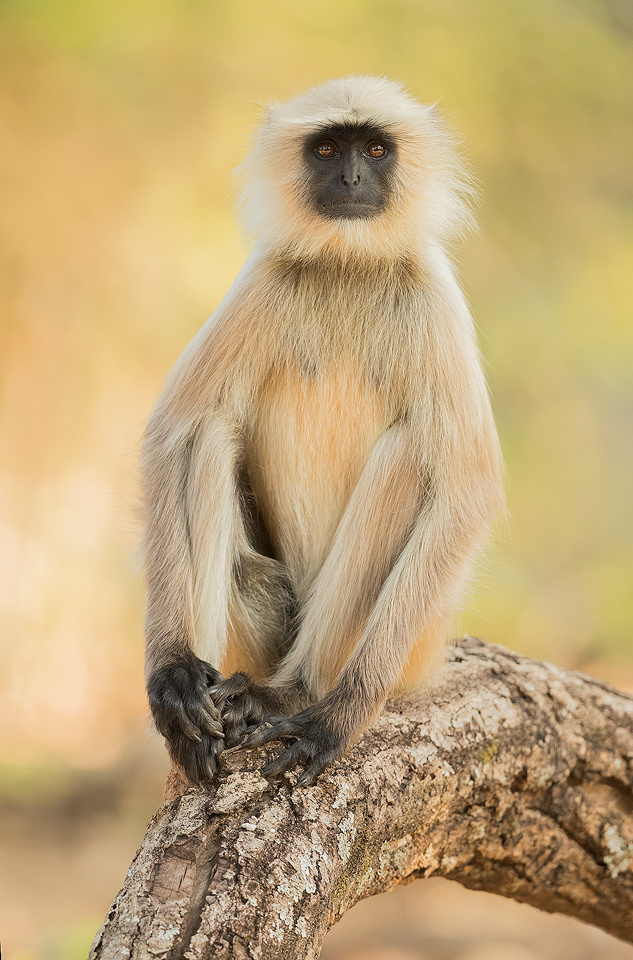 Hanuman langur, Bandhavgarh National Park, Madhya Pradesh, India. These old world monkeys are named after the Hindu monkey god, Lord Hanuman, and are regarded as sacred in India.