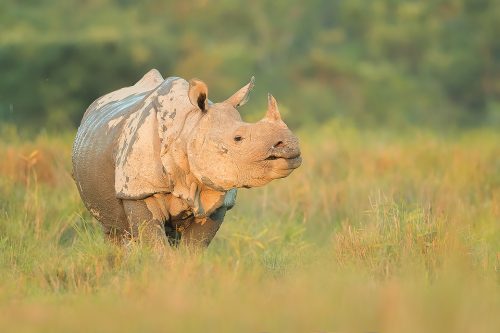 Greater one-horned rhinoceros in some warm late afternoon sunshine, Northeastern India. Although the Rhinos spent much of their time hidden away deep in the Jungle, they often came out onto the open grassy plains to feed in the late afternoon offering some fantastic photographic opportunities.