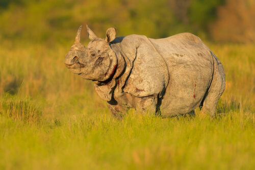 Great Indian Rhinoceros covered in deep cuts and after a long and bloody battle with a rival, Assam, India. Thanks to their enormous size and thick armour-like hide, rhinos have no natural predators. Despite this they are notoriously grumpy and easily spooked. When they feel threatened they tend to charge directly at whatever has scared them!