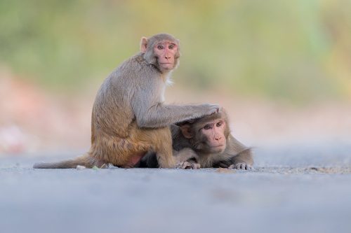 Grooming Rhesus Macaques, Aravalli Hills, New Delhi, India. Mutual grooming is an important part of macaque society. It enables them to form strong and lasting bonds and establish troop hierarchy. Rhesus Macaques inhabit many of New Delhi's many green spaces and have adapted incredibly well to urban life.