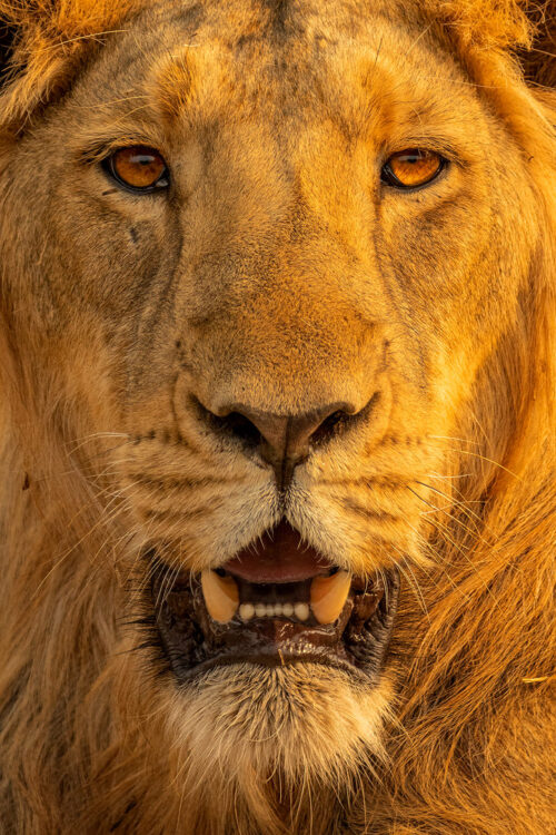 Young Male Asiatic Lion Portrait. Head on portrait of a young Male Asiatic Lion in golden evening sunshine. Gir National Park, Gujarat.