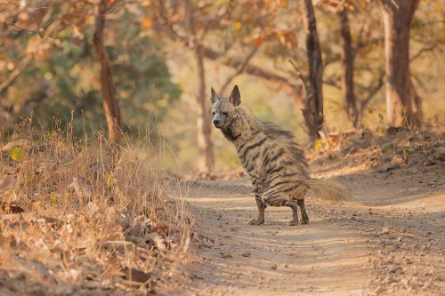 Striped Hyena Scent Marking. Male striped hyena scent marking the dry dusty track in the dry deciduous forests of Gir National Park, Gujarat.