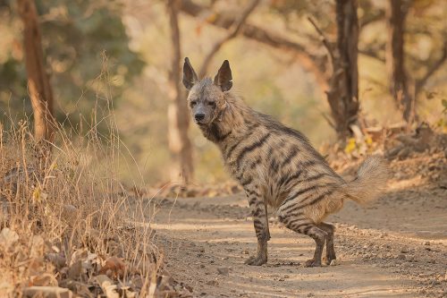 Striped Hyena Scent Marking. Male striped hyena scent marking the dry dusty track in the dry deciduous forests of Gir National Park, Gujarat.