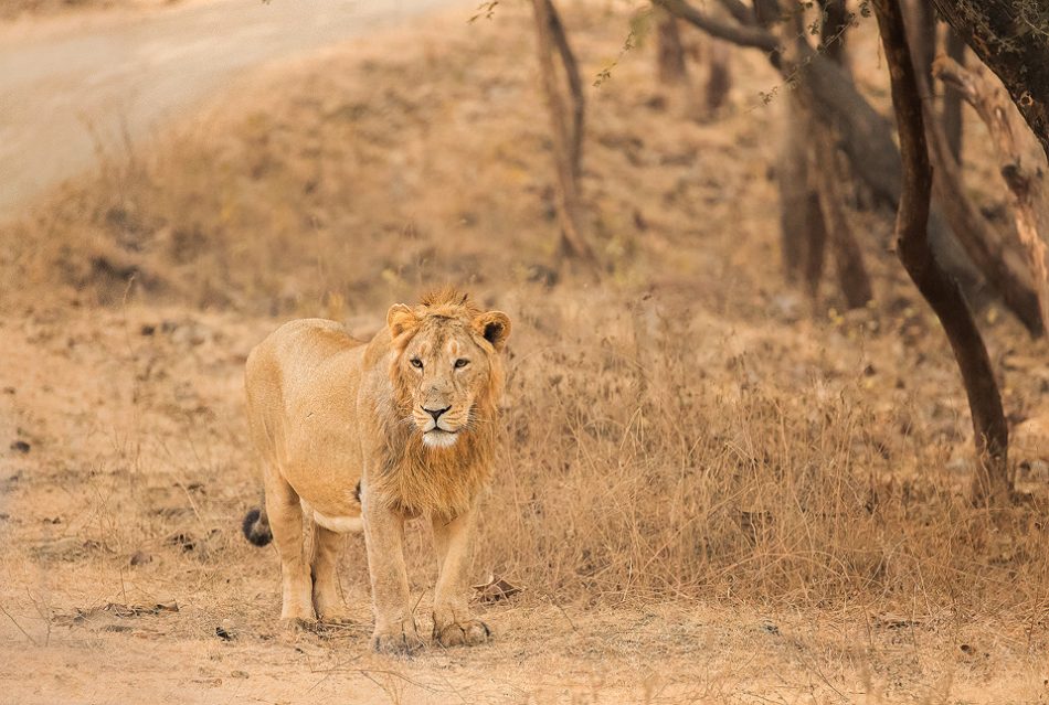 Asiatic Lion Habitat - Francis J Taylor Photography