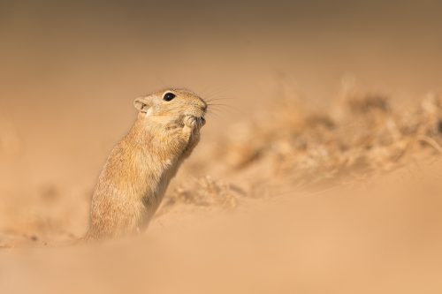 Indian Desert Jird feeding on vegetation outside its burrow. Rajasthan, India. Along with the spiny tailed lizard, The jird is the staple prey for the many raptors that inhabit the desert regions of India.