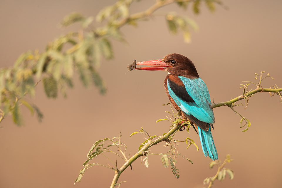 White-breasted kingfisher perched on a thorny bush with catch at Basai Wetlands, an important wetland habitat in Haryana, India.