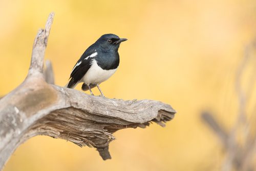 Oriental magpie-robin perched on a weathered branch. Bharatpur, Rajasthan, India.