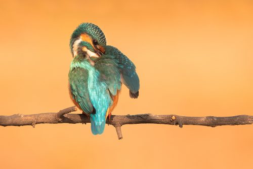 Female kingfisher preening. Rajasthan, india. India is home to many interesting varieties of kingfisher, such as the Pied Kingfisher, Oriental Dwarf Kingfisher, Black-Capped Kingfisher, Common Kingfisher, Collared Kingfisher, Stork-Billed Kingfisher and White-breasted Kingfisher.