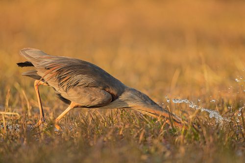 Striking Purple Heron. Purple heron striking at a fish in wetland habitat. Bharatpur, Rajasthan, India. 