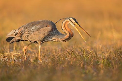 Purple heron shaking off its beak after striking at a fish. Bharatpur, Rajasthan, India. 