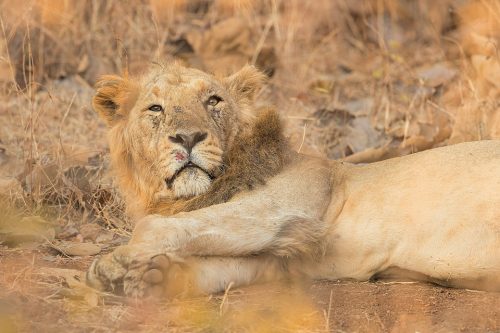 Scruffy Male Asiatic Lion. Young Male Asiatic Lion wakes up from a nap to give us a grumpy look in the late morning. Gir National Park, Gujarat, India.