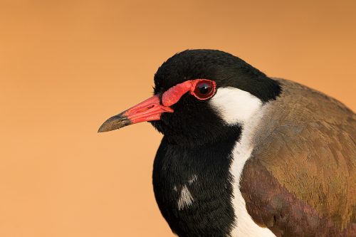 Red-wattled lapwing close up, Gir National Park, India.