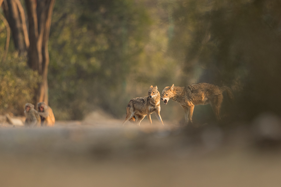 Aggressive Golden Jackal. Jackal snarling at a nearby rival over food. New Delhi, India. These wolf like canids are incredibly wary and have been very difficult to photograph. However after lots of perseverance and a change in tactics I finally started to get some good results! These Indian Golden Jackals have adapted well to life in an urban environment, scavenging leftover bread and fruits brought for the monkeys and feral cows and pigs in Delhi's ridge forest. 