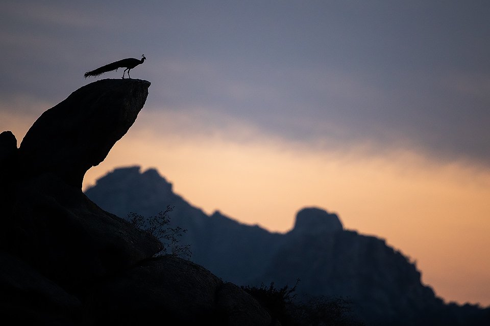 Male Peacock At Dusk. A Peacock poses on a rocky outcrop at dusk with a mountainous background. Rajasthan, India. 