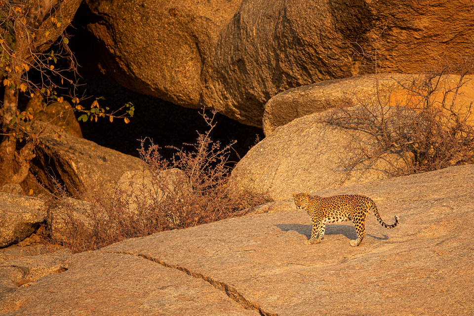 Female Leopard outside her cave in beautiful early morning light. Jawai, Rajasthan. During my time in Rajasthan I was lucky enough to photograph 8 different leopards, with sightings almost every safari. On one particularly successful day we saw 5 different leopards! Here they really take off roading seriously, and with no route or time restrictions, we scaled almost vertical rock faces in our trusty maruti Gypsy. 