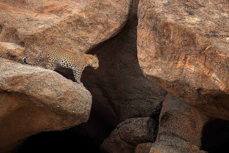 A big male leopard standing on the wind-shaped rocks at the entrance to his cave. Rajasthan, India. In contrast to leopard watching in the dense jungles of India, they are relatively easy to spot here between the rocky crags and cactuses of the 'Leopard Hills of Rajasthan'. In this incredible landscape the leopard is the top predator meaning they tend to be much more confident and relaxed. During my time in Rajasthan I was lucky enough to photograph 8 different leopards, with sightings almost every safari. On one particularly successful day we saw 5 different leopards! Here they really take off roading seriously, and with no route or time restrictions, we scaled almost vertical rock faces in our trusty maruti Gypsy. 