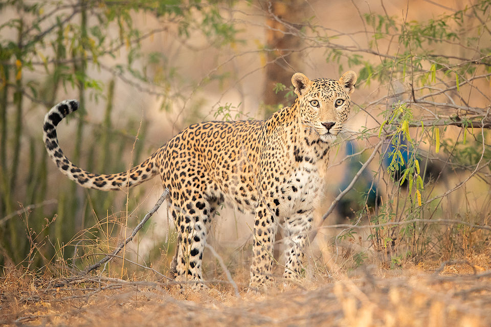 A beautiful female leopard known locally as Nilam. Rajasthan, India. We watched her emerge from her cave and head down over the rocks towards the village when suddenly she vanished into the landscape. After half an hour of scouring the rocky crags we had decided to give up and call it a day when we were suddenly alerted to her presence by the honks of a group of peacocks and she emerged from behind a cactus in full view. In contrast to leopard watching in the dense jungles of India, they are relatively easy to spot here between the rocky crags and cactuses of the 'Leopard Hills of Rajasthan'. In this incredible landscape the leopard is the top predator meaning they tend to be much more confident and relaxed.