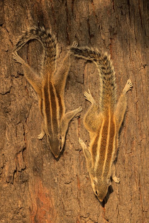 Indian Palm squirrels sunbathing on a tree trunk, Rajasthan India. 