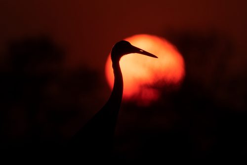 Sarus Crane Silhouette. Adult sarus crane against the setting sun. Greater Noida, India. The Sarus crane is the world's tallest flying bird, standing at an impressive height of up to 6ft.