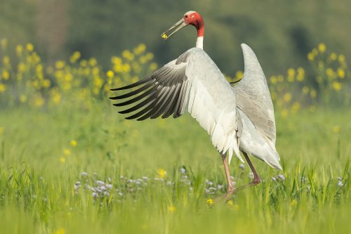 Sarus Crane Leaping. Adult Sarus leaping in the air with a mustard seed flower in its beak as a courtship display to his nearby mate. Greater Noida, India. The Sarus crane is the world's tallest flying bird, standing at an impressive height of up to 6ft.