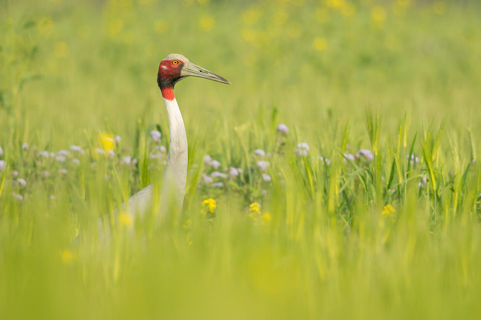 Female Sarus Crane surrounded by green crops and flowers. Greater Noida, India. The Sarus crane is the world's tallest flying bird, standing at an impressive height of up to 6ft.