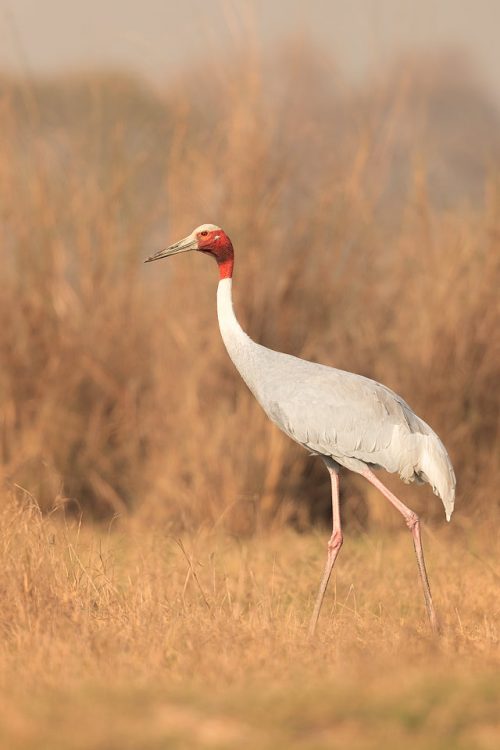 Adult Sarus Crane walking through dry elephant grass. Greater Noida, India. The Sarus crane is the world's tallest flying bird, standing at an impressive height of up to 6ft.