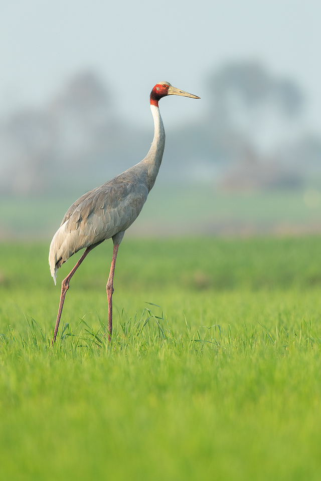 Adult Sarus crane portrait taken in a vibrant green field at the edge of a wetland. Greater Noida, India. Sarus cranes are opportunistic omnivores, and eat a wide variety of food, such as aquatic plants, seeds, insects, herptiles and fish.