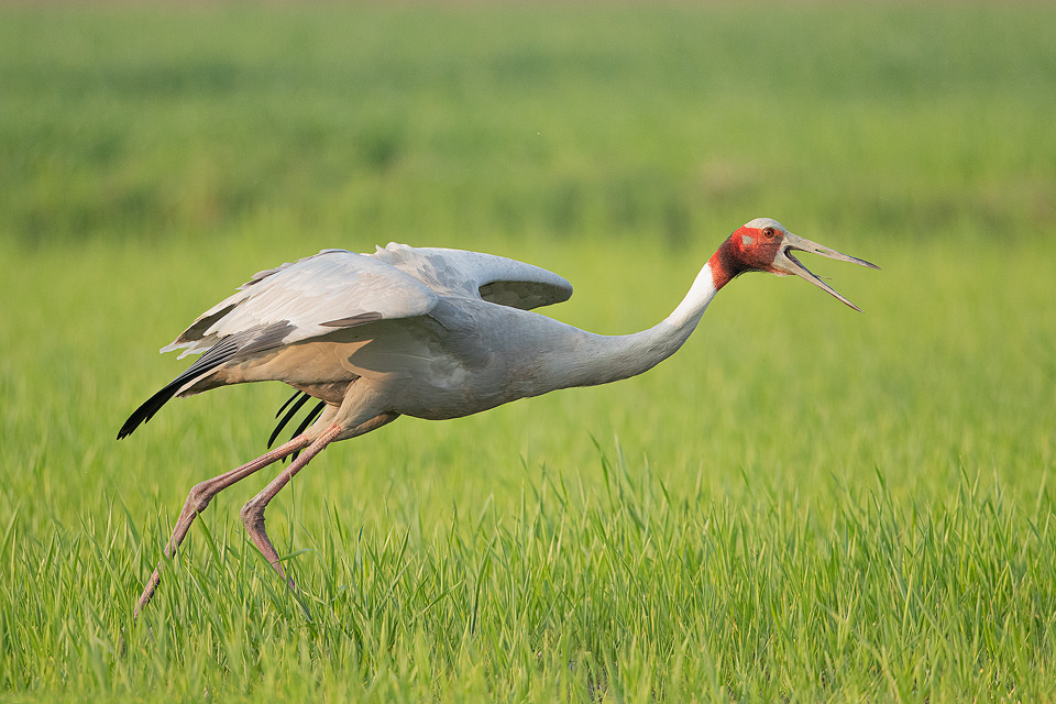 Sarus Crane Taking Flight. Male Sarus Crane taking off from a bright green crop field. Greater Noida, India. The Sarus crane is the world's tallest flying bird, standing at an impressive height of up to 6ft.