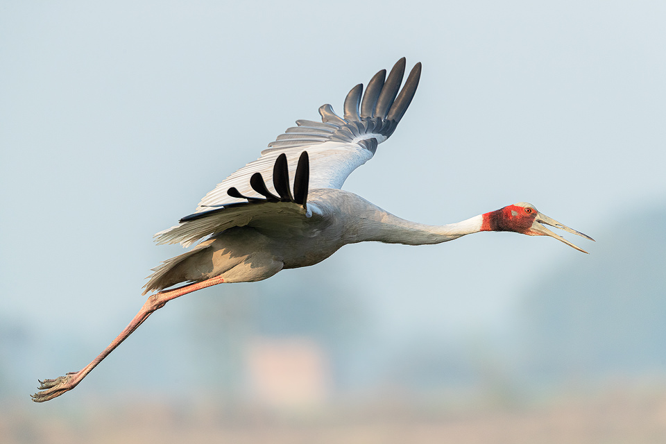 Sarus Crane in Flight. Male Sarus Crane flying over wetland habitat. Greater Noida, India. The Sarus crane is the world's tallest flying bird, standing at an impressive height of up to 6ft.